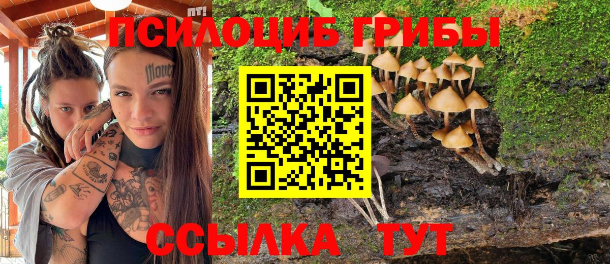 Псилоцибиновые грибы Cubensis  где купить наркотик  Клин  Вход с VPN 